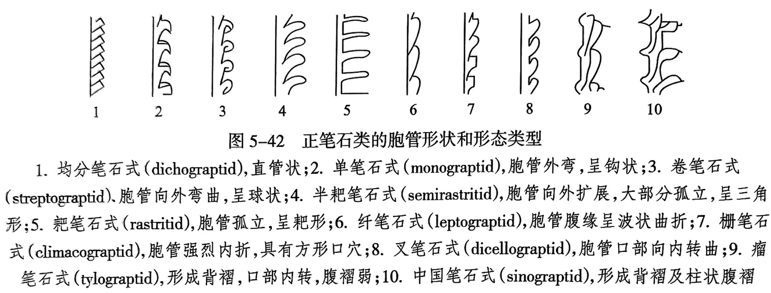 1. 均分笔石式(dichograptid),直管状;2. 单笔石式(monograptid),胞管外弯,呈钩状;3. 卷笔石式(streptograptid).胞管向外弯曲,呈球状;4. 半耙笔石式(semirastritid),胞管向外扩展,大部分孤立,呈三角形;5. 耙笔石式(rastritid),胞管孤立,呈耙形;6. 纤笔石式(leptograptid),胞管腹缘呈波状曲折;7. 栅笔石式(climacograptid),胞管强烈内折,具有方形口穴;8. 叉笔石式(dicellograptid),胞管口部向内转曲;9. 瘤笔石式(tylograptid),形成青褶,口部内转,腹褶弱;10. 中国笔石式(sinograptid),形成背褶及柱状腹褶