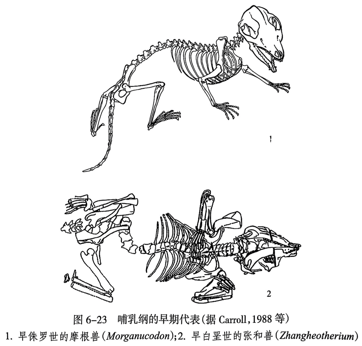 1. 早侏罗世的摩根兽（Morganucodon）;2. 早白垩世的张和兽（Zhangheotherium）