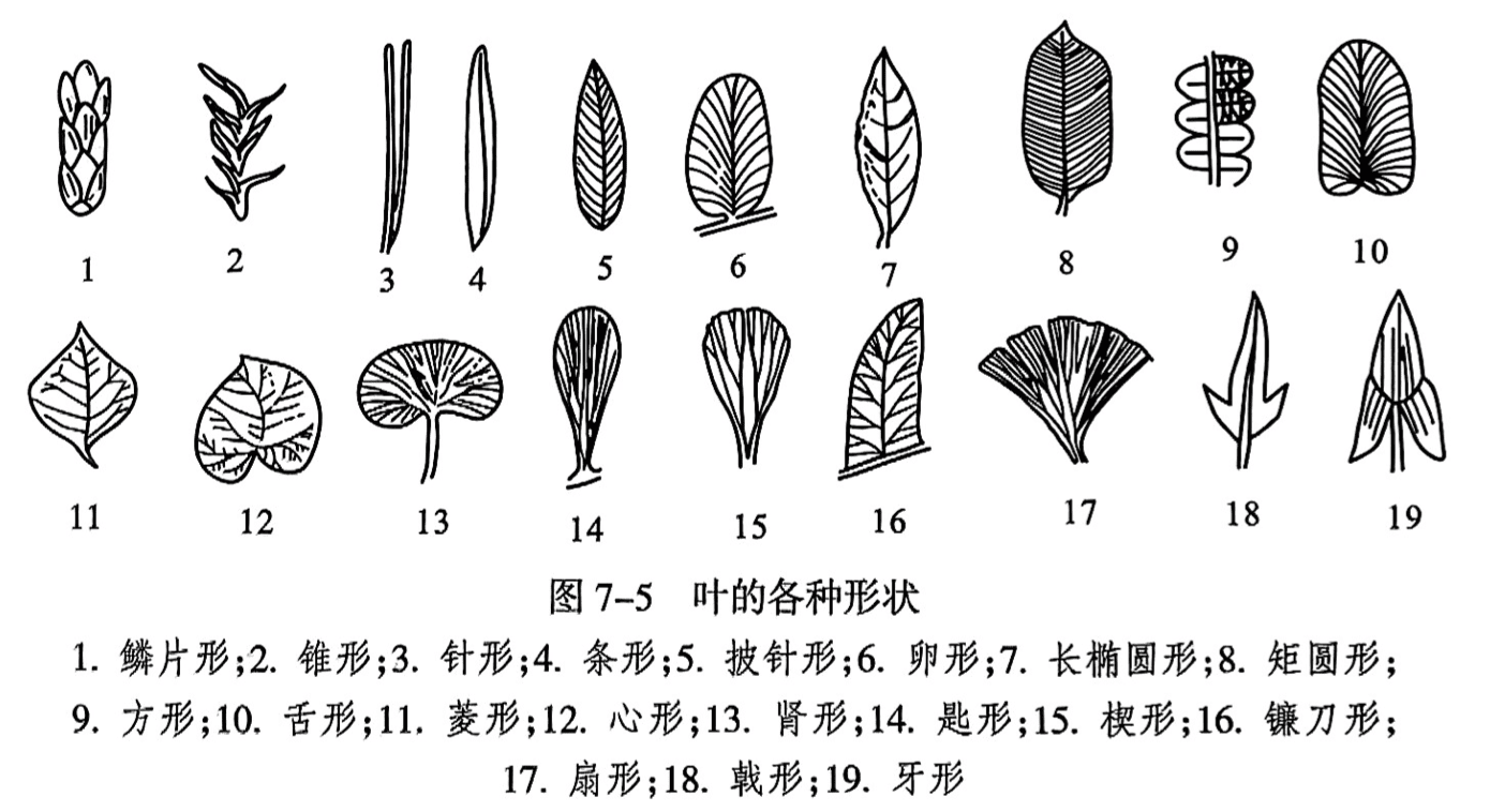 1. 鳞片形;2. 锥形;3. 针形;4. 条形;5. 披针形;6. 卵形;7. 长椭圆形;8. 矩圆形; 9. 方形;10. 舌形;11. 菱形;12. 心形;13. 肾形;14. 匙形;15. 楔形;16. 镰刀形; 17. 扇形;18. 戟形;19. 牙形