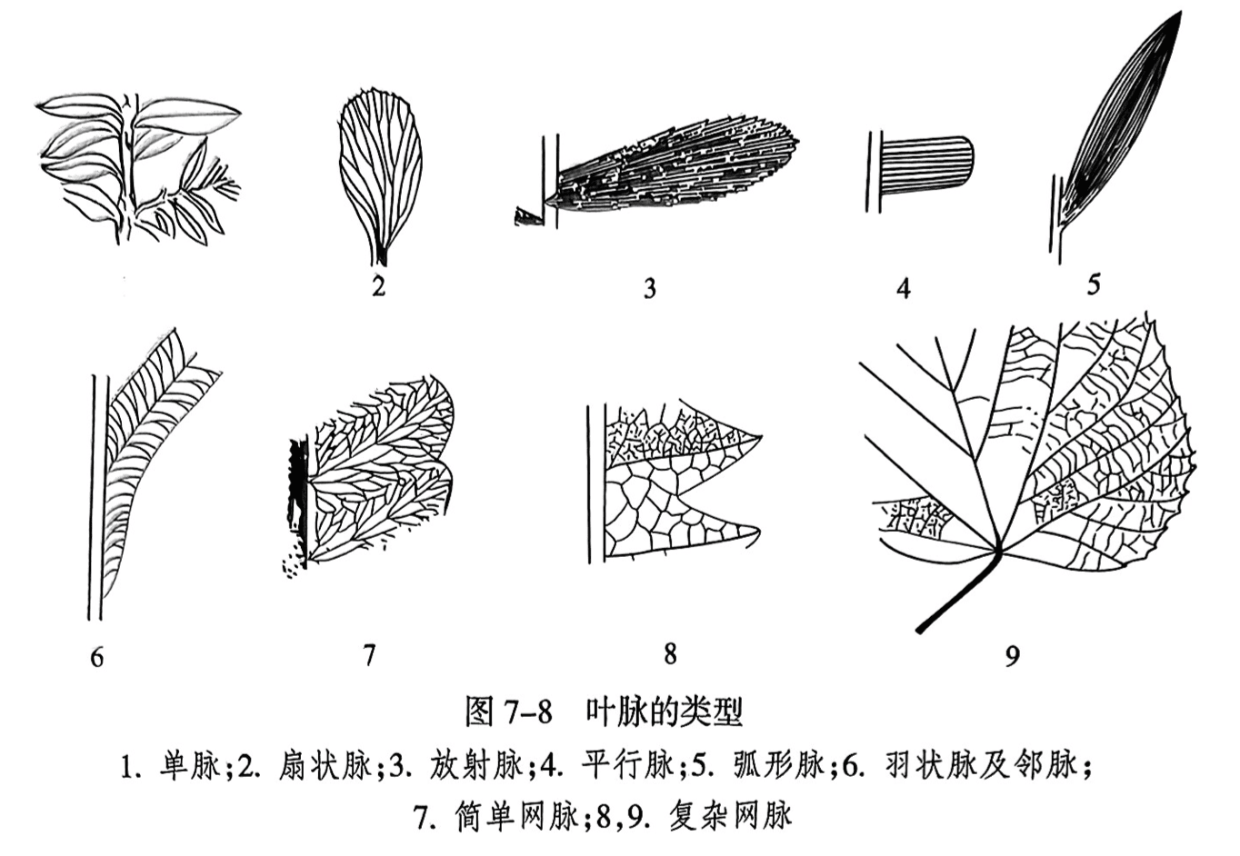 1.单脉；2.扇状脉；3.放射脉；4.平行脉；5.弧形脉；6.羽状脉及邻脉； 7.简单网脉；8，9.复杂网脉