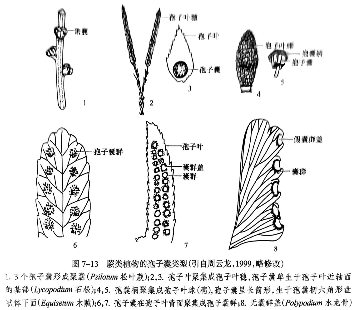 1，3个孢子囊形成聚囊（Psilotum松叶蕨）；2，3.孢子叶聚集成孢子叶穗，孢子囊单生于孢子叶近轴面的基部（Lycopodium石松）；4，5.孢囊柄聚集成孢子叶球（穗），孢子囊呈长筒形，生于孢囊柄六角形盘状体下面（Equisetum 木贼）;6,7. 孢子囊在孢子叶背面聚集成孢子囊群;8. 无囊群盖（Polypodium水龙骨）