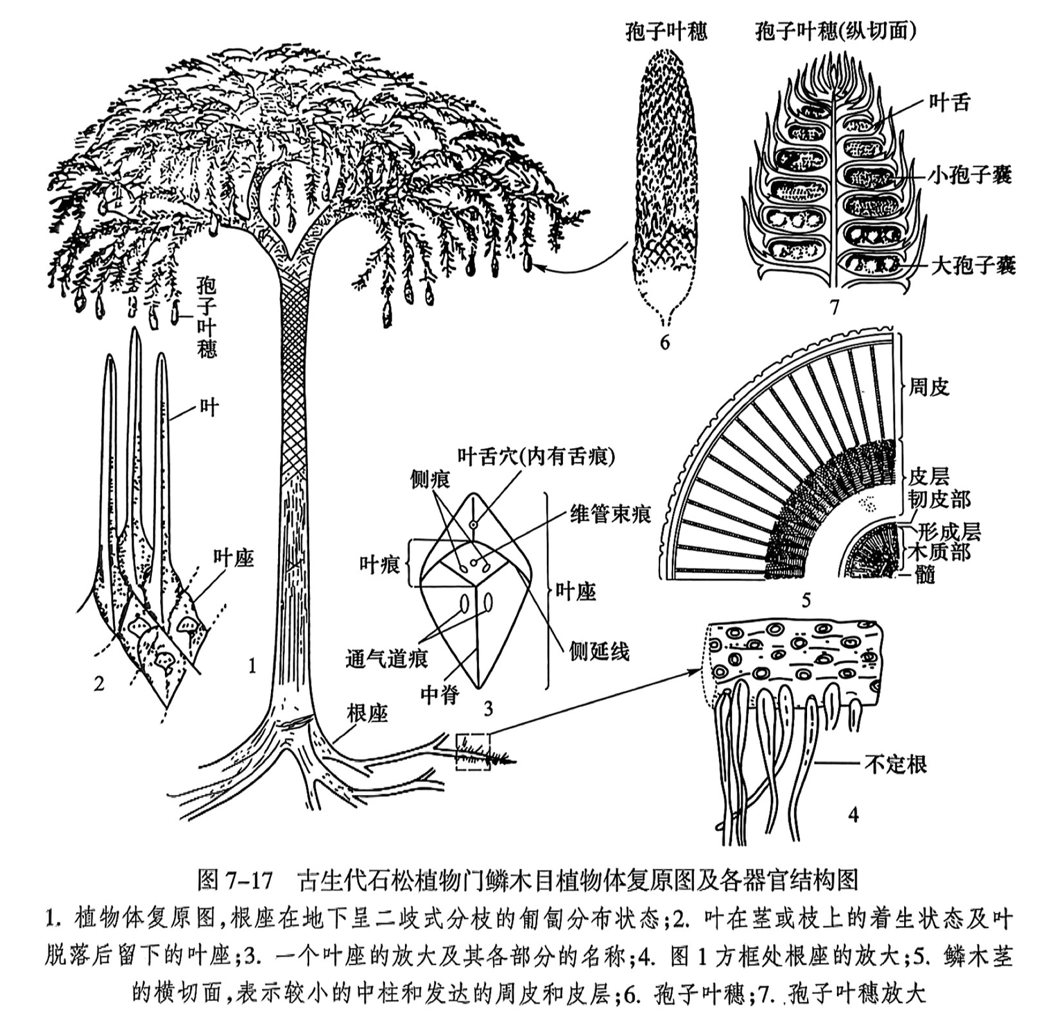 1.植物体复原图，根座在地下呈二歧式分枝的匍匐分布状态；2.叶在茎或枝上的着生状态及叶脱落后留下的叶座；3.一个叶座的放大及其各部分的名称；4.图1方框处根座的放大；5.鳞木茎的横切面，表示较小的中柱和发达的周皮和皮层；6.孢子叶穗；7.孢子叶穗放大