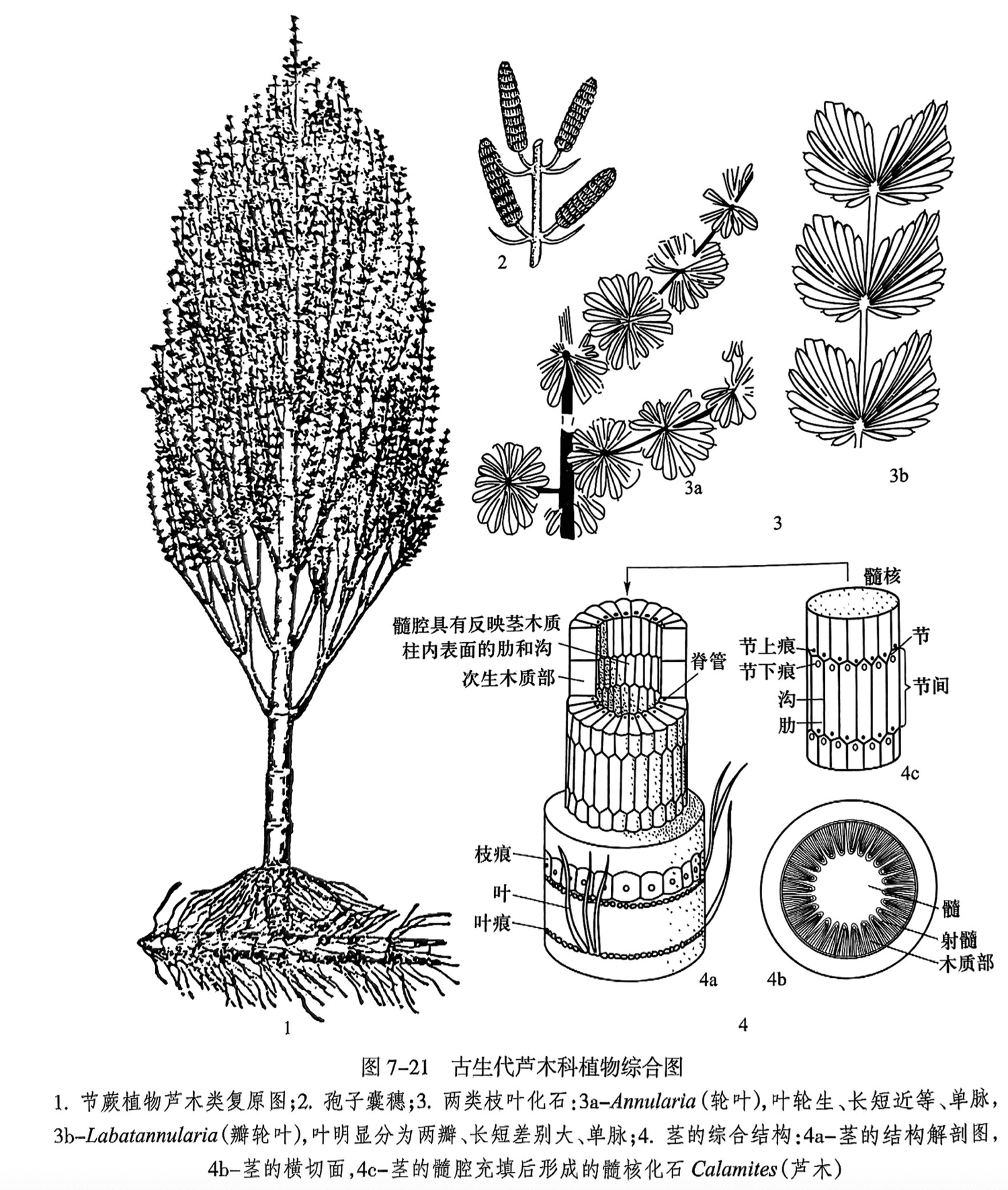 1.节蕨植物芦木类复原图；2.孢子囊穗；3.两类枝叶化石：3a-Annularia（轮叶），叶轮生、长短近等、单脉，3b-Labatannularia（瓣轮叶），叶明显分为两瓣、长短差别大、单脉；4.茎的综合结构：4a-茎的结构解剖图，4b-茎的横切面，4c-茎的髓腔充填后形成的髓核化石 Calamites（芦木）