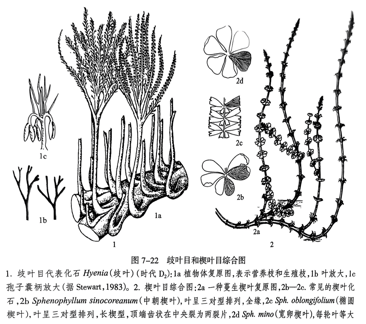 1.歧叶目代表化石 Hyenia（歧叶）（时代D₂）：1a植物体复原图，表示营养枝和生殖枝，1b叶放大，le孢子囊柄放大（据 Stewart,1983）。2.楔叶目综合图:2a 一种蔓生楔叶复原图,2b—2c.常见的楔叶化石,2b Sphenophyllum sinocoreanum（中朝楔叶）,叶呈三对型排列,全缘,2c Sph. oblongifolium（椭圆楔叶），叶呈三对型排列，长楔型，顶端齿状在中央裂为两裂片，2dSpk.mino（宽卵楔叶），每轮叶等大