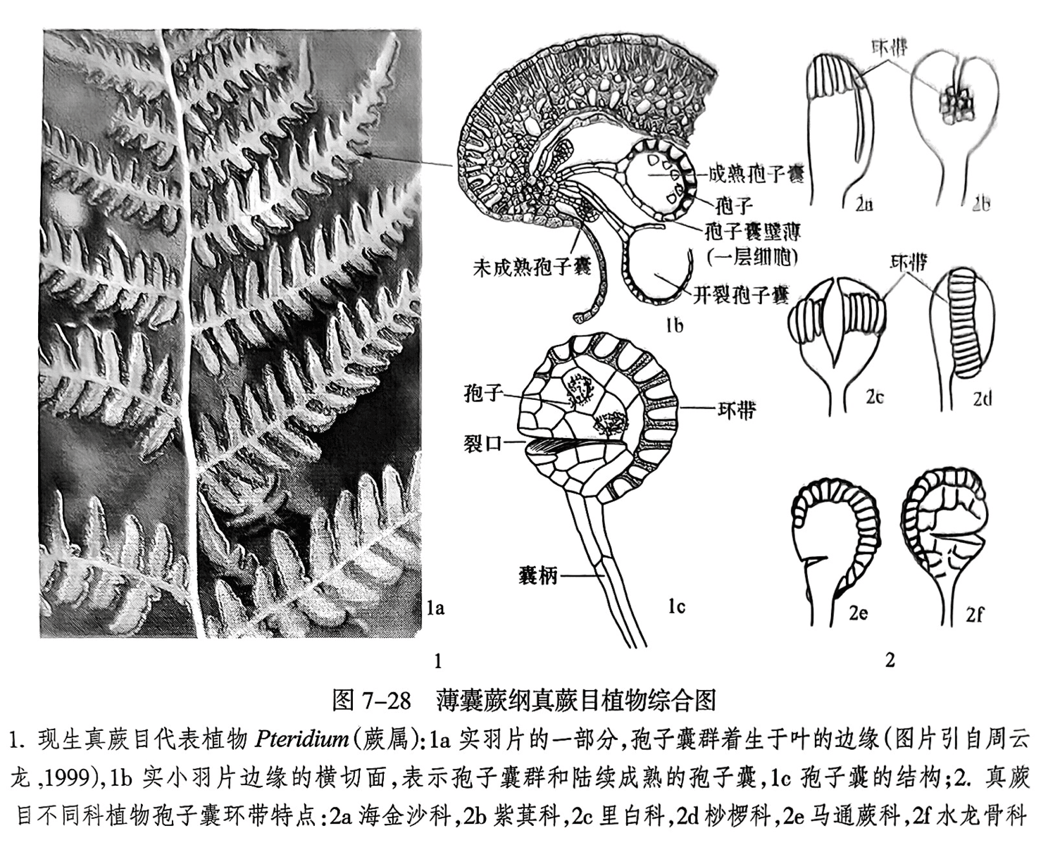 1.现生真蕨目代表植物 Pteridium（蕨属）：1a实羽片的一部分，孢子囊群着生于叶的边缘（图片引自周云龙，1999），1b实小羽片边缘的横切面，表示孢子囊群和陆续成熟的孢子囊，1c孢子囊的结构；2.真蕨目不同科植物孢子囊环带特点：2a海金沙科，2b紫萁科，2c里白科，2d桫椤科，2e马通蕨科，2f水龙骨科