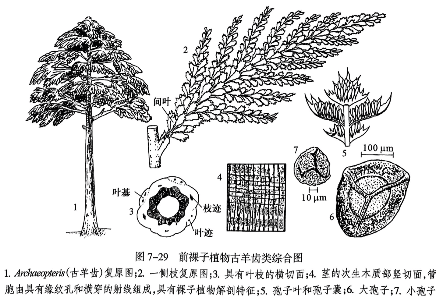 1. Archaeopteris（古羊齿）复原图；2.一侧枝复原图；3.具有叶枝的横切面；4.茎的次生木质部竖切面，管胞由具有缘纹孔和横穿的射线组成，具有裸子植物解剖特征；5.孢子叶和孢子囊；6.大孢子；7.小孢子