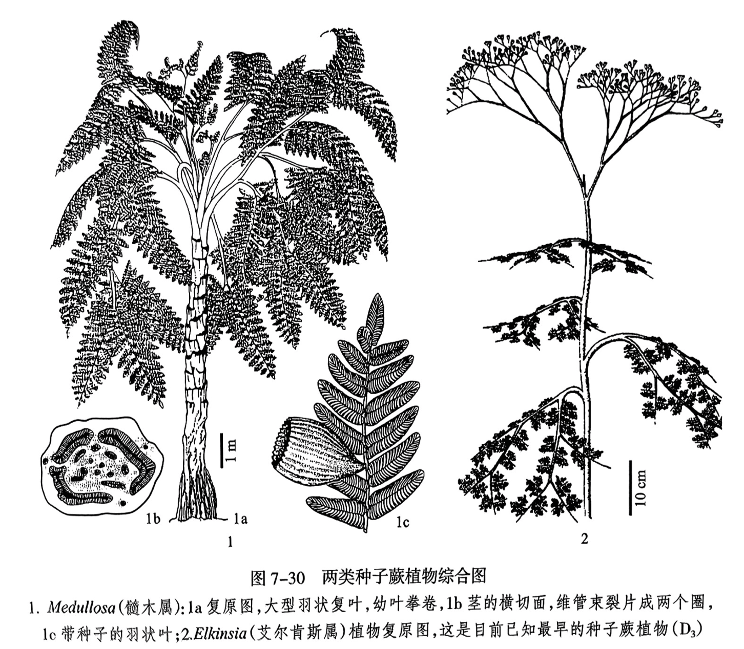 1. Medullosa（锁木属）：la复原图，大型羽状复叶，幼叶拳卷，1b茎的横切面，维管束裂片成两个圈，1c带种子的羽状叶；2. Elkinsia（艾尔肯斯属）植物复原图，这是目前已知最早的种子蕨植物（D₃）