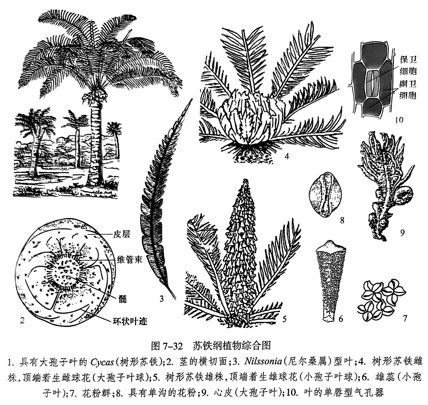 1. 具有大孢子叶的 Cycas（树形苏铁）;2. 茎的横切面;3. Nilssonia（尼尔桑属）型叶;4. 树形苏铁雌株，顶端着生雌球花（大孢子叶球）；5.树形苏铁雄株，顶端着生雄球花（小孢子叶球）；6.雄蕊（小孢子叶）；7.花粉群；8.具有单沟的花粉；9.心皮（大孢子叶）；10.叶的单唇型气孔器