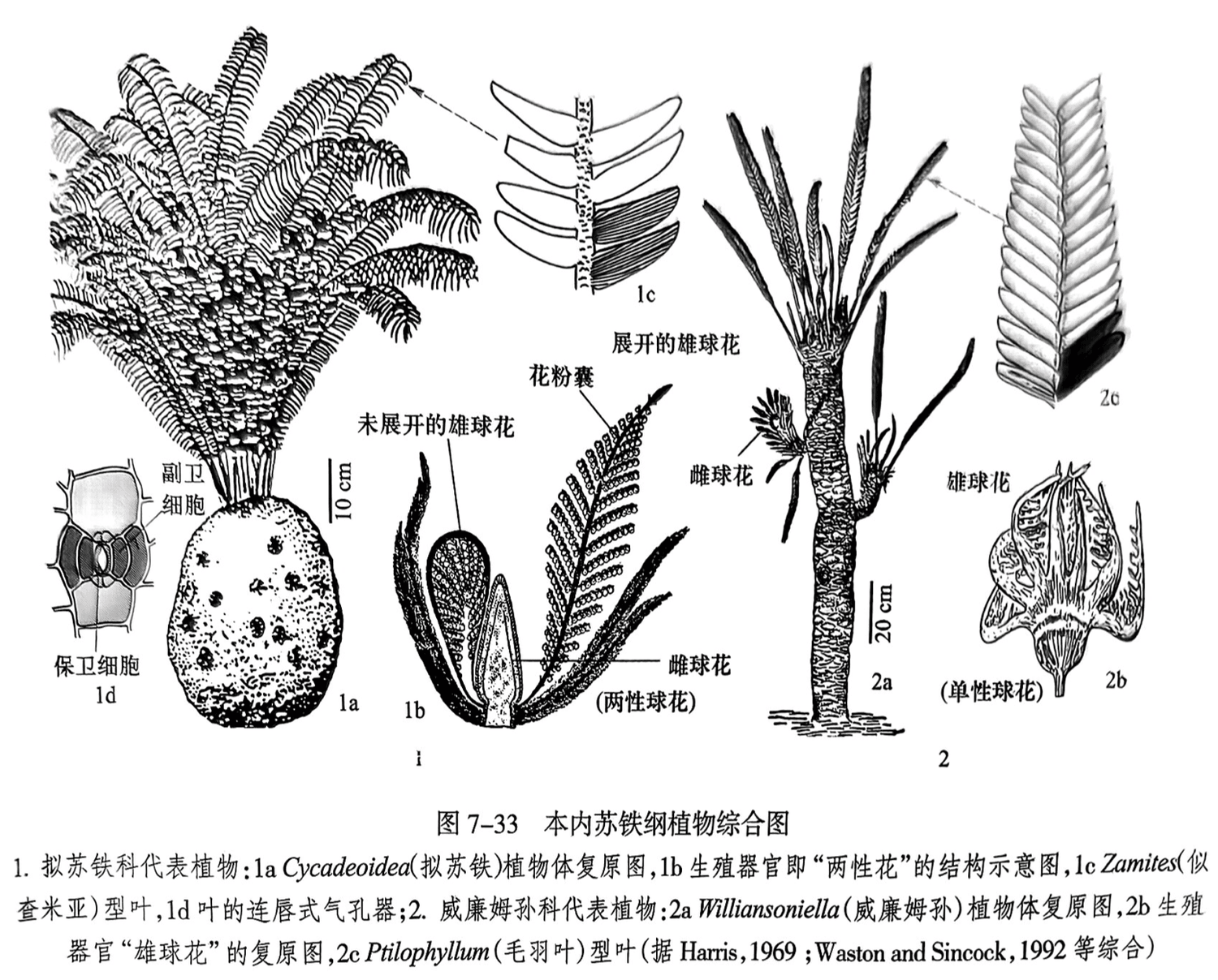 1. 拟苏铁科代表植物:1a Cycadeoidea（拟苏铁）植物体复原图,1b生殖器官即“两性花”的结构示意图,1e Zamites（似查米亚）型叶，1d叶的连唇式气孔器；2.威廉姆孙科代表植物：2a Williansoniella（威廉姆孙）植物体复原图，2b生殖器官“雄球花”的复原图,2c Ptilophyllum（毛羽叶）型叶（据 Harris,1969; Waston and Sincock,1992 等综合）