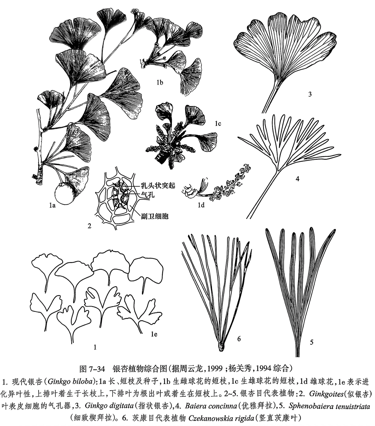 1. 现代银杏（Ginkgo biloba）:1a长、短枝及种子,1b生雌球花的短枝,1c生雄球花的短枝,1d雄球花, le表示进化异叶性，上排叶着生于长枝上，下排叶为根出叶或着生在短枝上。2-5.银杏目代表植物：2. Ginkgoites（似银杏）叶表皮细胞的气孔器,3. Ginkgo digitata（指状银杏）,4. Baiera concinna（优雅拜拉）,5. Sphenobaiera tenuistriata（细致楔拜拉）。6. 茨康目代表植物 Czekanowskia rigida（竖直茨康叶）