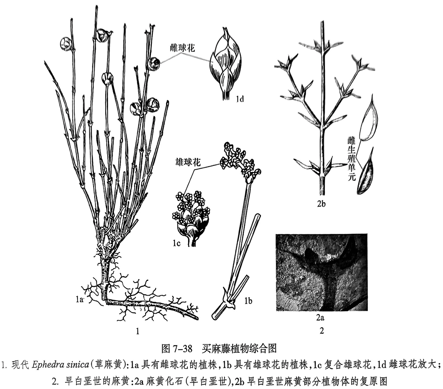 1.现代 Ephedra sinica（草麻黄）:1a具有雌球花的植株,1b具有雄球花的植株,1c复合雄球花,1d雌球花放大;2.早白垩世的麻黄：2a麻黄化石（早白垩世），2b早白墨世麻黄部分植物体的复原图