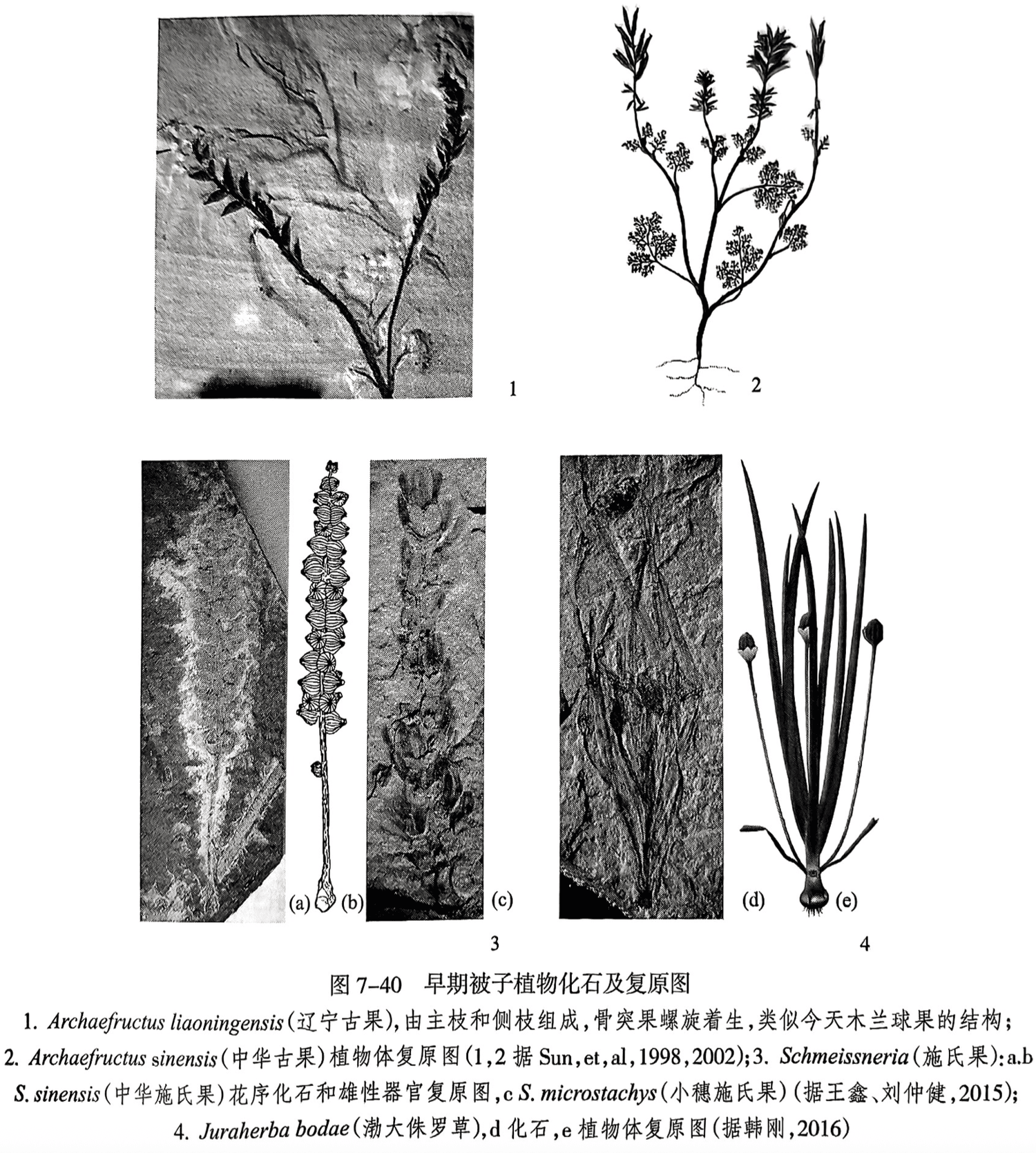 1. Archaefructus liaoningensis（辽宁古果）,由主枝和侧枝组成,骨突果螺旋着生,类似今天木兰球果的结构;2. Archaefructus sinensis（中华古果）植物体复原图（1,2据 Sun, et, al,1998,2002）;3. Schmeissneria（施氏果）:a. bS. sinensis（中华施氏果）花序化石和雄性器官复原图,cS. microstachys（小穗施氏果）（据王鑫、刘仲健,2015）;4. Juraherba bodae（渤大侏罗草）,d化石,e植物体复原图（据韩刚,2016）