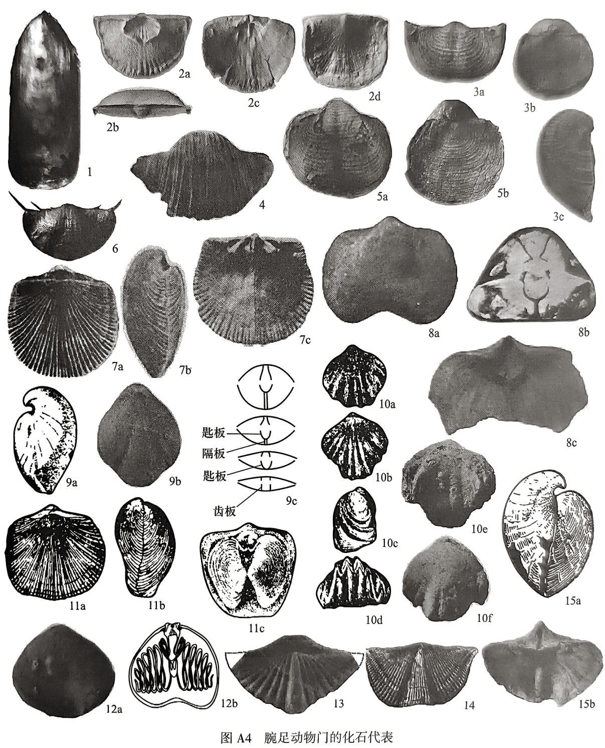 1. Lingula，背视；2. Strophomena：2a腹内视，2b后视，2c背视，2d腹外视；3. Dictyoclostus：3a腹视，3b背视，3c侧视；4. Gigantoproductus，腹视；5. Echinoconchus：5a腹视，5b背视；6. Paryphella，腹视；7. Sinorthis：7a背视，7b侧视，7c腹内视；8. Yangtzeella：8a腹视，8b横切面（示内部结构），8c腹内视；9. Pentamerus：9a 侧视，9b背视，9c横切面；10. Yannanella：10a—d， Yunnanella tipicata，10a 腹视，10b背视，10c侧视，10d前视，10e—f， Yuinanellahanburii，10e腹视，10f背视；11. Atrypa：11a背视，11b侧视，11e背内视；12. Athyris：12a腹视，12b背壳内部腕螺；13. Rostrospirifer sinensis，背视；14. Cyrtospirifer verneuili，背视；15. Stringocephalus：15a侧视，15b腹后视和内视（示三角双板和中隔板）