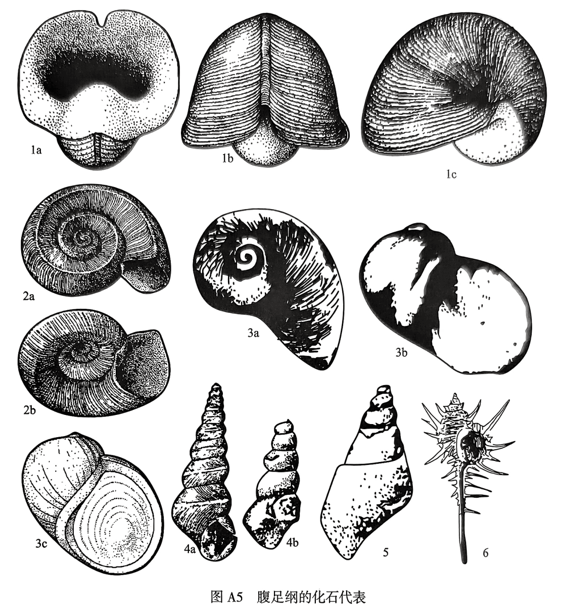 1. Bellerophon：1a口视，1b反口视，1c侧视；2. Euomphalus：2a斜上视，2b斜下视； 3. Naticopsis：3a N. signata，顶视，3bN. signata，口视，3cN. phillipsii，口视； 4. Hormotoma：4a口侧视，4b内核侧视；5. Bellamya，侧视；6. Murex，口视