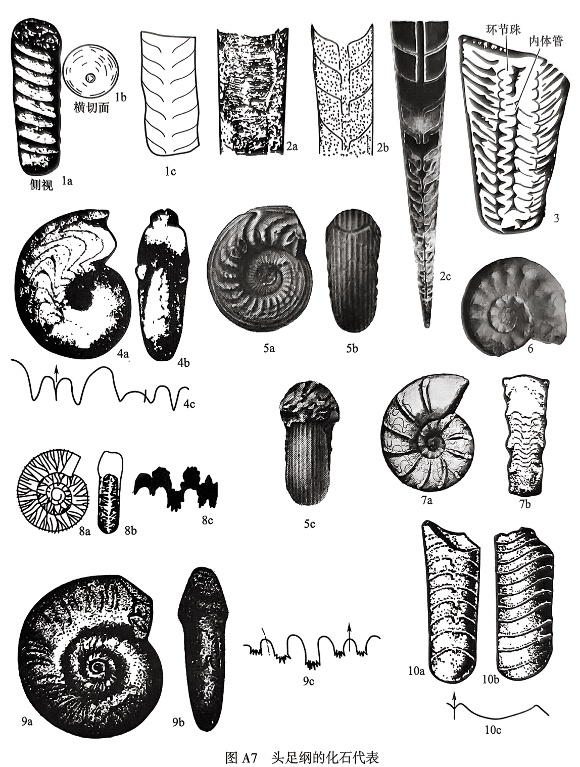 1. Protocycloceras：1a，1b P. deprati，1cP. wangi，纵切面；2. Sinoceras chinense：2a侧视，2b纵切面，2c纵切面；3. Armenoceras richtofoni，纵切面；4. Manticoceras intumescens：4a侧视，4b口视，4c缝合线；5. Altudoceras altudense：5a侧视，5b腹视，5c口视；6. Pseudotirolites sp.，侧视；7. Ceratites nodosus：7a侧视，7b腹视；8. Protrachyceras sp.：8a侧视，8b口视，8c缝合线；9. Ophiceras：9a侧视，9b口视，9c缝合线；10. Lobobactrites：10a内核腹视，10b内核侧视，10c缝合线