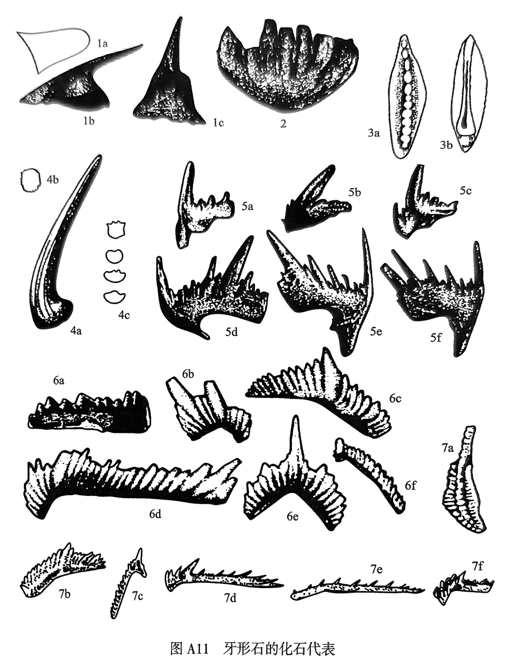 1. Furnishina：1a横切面，1b侧视，1c后视；2. Chasonodina；3. Periodon：3a口面，3b反口面；4. Scolopodus：4a侧视，4b横切面，4c Scolopodus不同种的横切面；5. Neogondolella：5aPa分子，5bM分子，5cPb分子，5d—5f分别为 Sa、Sb、Sc分子，均为侧视；6. Ozarkodina：6a Pa分子，侧视，6bSb分子，侧视，6cPb分子，侧视，6dSc分子，侧视，6eSa分子，后视，6fM分子，侧视；7. Polygnathus：7aPa分子，口视，7bPb分子，侧视，7cM分子，侧视，7dSc分子，侧视，7eSb分子，侧视，7fSa分子，侧视