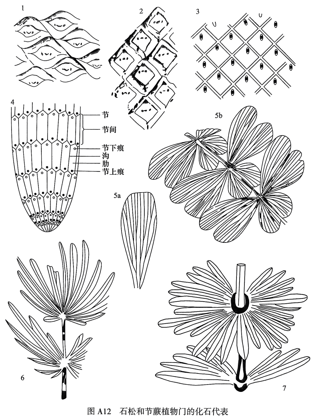 1. Lepidodendron oculusfelis（猫眼鳞木），叶痕宽大似猫眼，束痕V字型；2. Cathaysiodendron incertum（不定华夏木），叶座呈正菱形，束痕和两侧痕位于叶痕对角线上；3. Leptophloeum rhombicum（斜方薄皮木）；4. Calamites，茎的髓模化石示意图；5. Sphenophyllum speciosum（美楔叶）：5a 表示二歧式分枝扇状叶脉，5b枝叶；6. Labatannularia ensifolia（剑形瓣轮叶），叶明显分为两瓣，长短差别大；7. Annularia stellata（星轮叶），叶轮生，长短近等，单脉