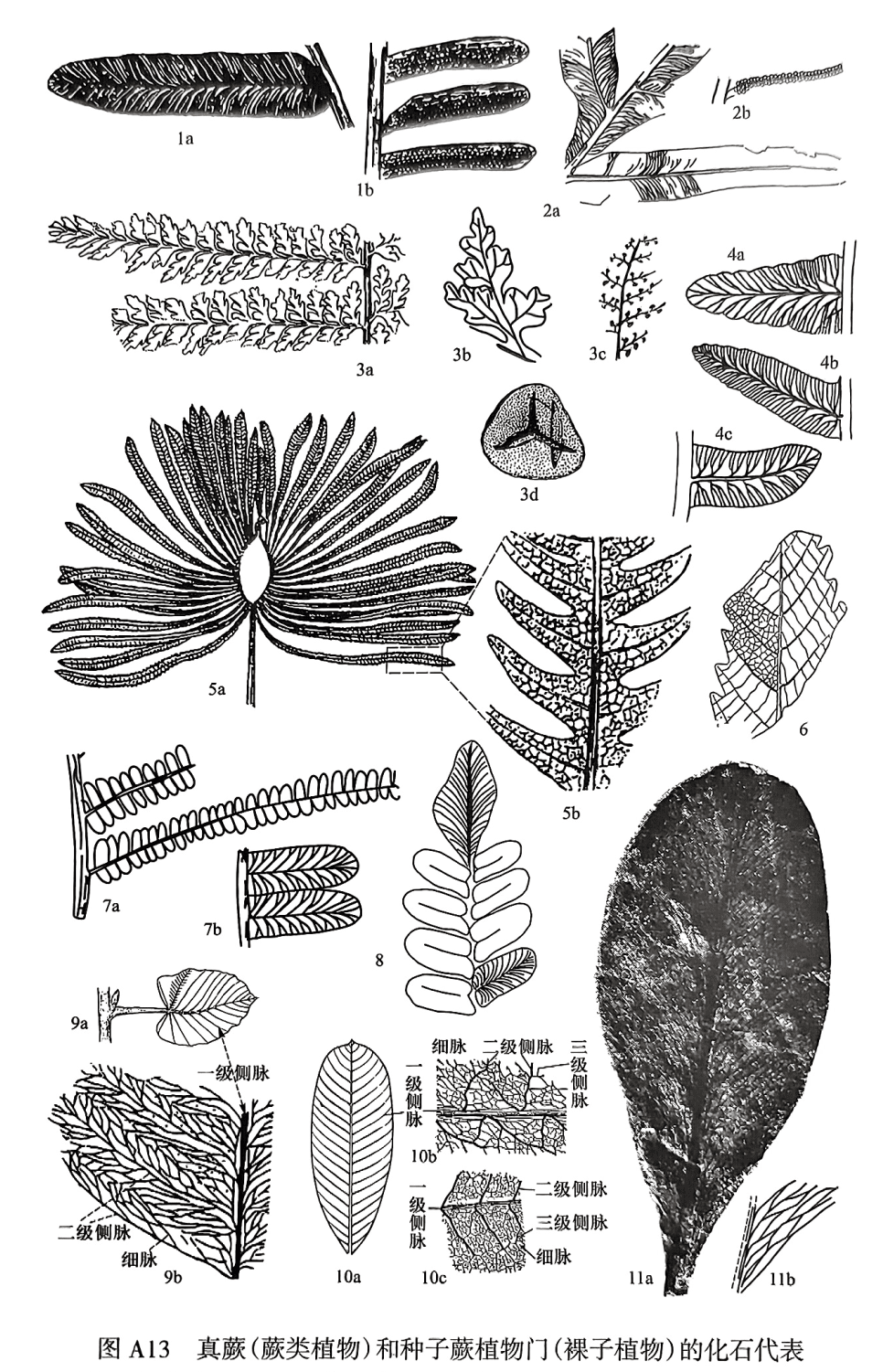 1. Bernoullia zeilleri（蔡耶贝尔瑙蕨）：1a营养羽片，1b生殖羽片；2. Danaeopsis（拟丹尼蕨）：2a 蕨叶外形，2b表示侧脉两旁孢子囊的排列；3. Coniopteris（锥叶蕨）：3a营养羽片，3b小羽片放大，3c生殖羽片，叶膜退缩，孢子囊生于叶脉顶端，3d孢子；4. Cladophlebis：4a C. gigantean（巨大枝脉蕨），4b C. raciborskii（拉契波斯基枝脉蕨），4cC. asiatica（亚洲枝脉蕨）；5. Dictyophyllum exile（瘦长网叶蕨），主叶柄二分叉后内弯成弧状，羽片着生于外侧：5a蕨叶形态，5b羽片局部放大，复杂网脉；6. Clathropteris（格脉蕨）；7. Pecopteris cyathea（沙椤栉羊齿）；8. Neuropterisovata（卵脉羊齿）；9. Gigantonocle a colocasifolia（芋叶单网羊齿）；10. Gigantopteris dictyophylloides（阔叶大羽羊齿）：10a叶复原图，10b，c复杂网脉；11. Glossopteris browniana（布朗舌羊齿）