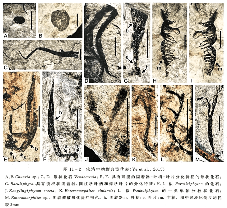 宋洛生物群典型代表（Ye et al.，2015） A、B. Charia sp.;C、D. 带状化石 Vendotaenia;E、F. 具有可能的固着器-叶柄-叶片分化特征的带状化石;G. Baculiphyca，具有须根状固着器，圆柱状叶柄和棒状叶片的分化特征;H、1 . 似 Parallelphyton 的化石;J. Konglingiphyton erecta; K. Enteromorphites siniansis; L. 似 Wenhuiphyton 的一类单轴分枝状化石;M. Enteromorphites sp.，回着器被氧化呈红褐色。h. 圆着器;s. 叶柄;b. 叶片;m. 主轴。图中线段比例尺均代表3mm